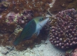 Blackeye Thicklip (Miyakojima)