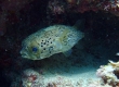 Long-spine Puffer (Amami Oshima)