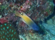 King Damsel (Miyakojima)