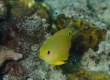 Ambon Damsel (Amami Oshima)