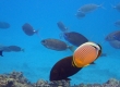 Scribbled Rabbitfish (Amami Oshima)