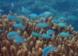 Blue Green Damselfish (Amami Oshima)