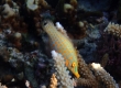 Orange Spotted Filefish (Amami Oshima)