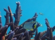 Chevron Butterflyfish (Amami Oshima)