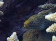 Abbot's Moray (Amami Oshima)