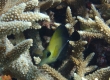 Brushtail Surgeonfish (Amami Oshima)