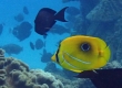 Eclipse Butterflyfish (Amami Oshima)