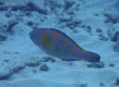 Bluebarred Parrotfish (Amami Oshima)