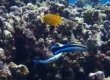 Striped Cleaner Wrasse (Miyakojima)