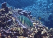 Staghorn Damsel (Miyakojima)