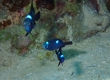 Three-spot Dascyllus (Miyakojima)