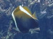 Humphead Bannerfish ツノハタタテダイ