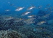 Goldspot Seabream (Miyakojima)