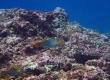 Checkerboard Wrasse (Miyakojima)