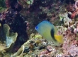 Blue-eye Damsel (Miyakojima)