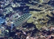 Checkered Snapper (Amami Oshima)