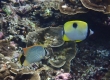 Teardrop Butterflyfish (Miyakojima)