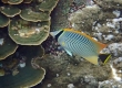 Chevron Butterflyfish (Miyakojima)