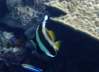 Pennant Bannerfish ミナミハタタテダイ