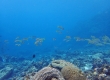 Yellowfin Goatfish (Miyakojima)