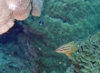 Whitesaddle Goatfish (Miyakojima)