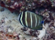 Sailfin Tang (Miyakojima)