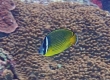 Oriental Butterflyfish (Amami Oshima)