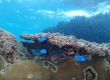 Blue Damselfish (Miyakojima)