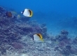 Lined Butterflyfish (Miyakojima)