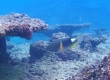 Orange-dotted Tuskfish (Miyakojima)