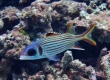 Spotfin Squirrelfish (Miyakojima)