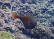 Sweeper (Miyakojima)