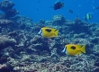 Onespot Rabbitfish (Miykojima)