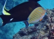 Lined Surgeonfish (Miyakojima)