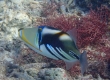 Lagoon Triggerfish (Miyakojima)