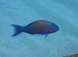 Palenose Parrotfish (Amami Oshima)