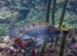 Rockfish (Enoshima)