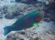 Rivulated Parrotfish