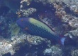 Spotted Parrotfish