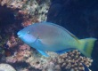 Yellowtail Parrotfish