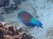 Yellow-tail Parrotfish