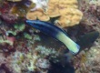 Bicolor Cleaner Wrasse