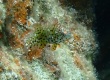 Bluespotted Wrasse