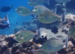 Bluespine Unicornfish