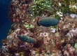 Bluespotted Wrasse