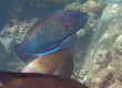 Bluespotted Wrasse