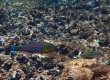 Christmas-Wrasse