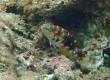 Cloud Wrasse