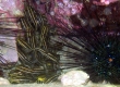 Striped-eel Catfish (Ise)