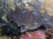 Dark-banded Rockfish (Jyogashima)